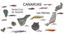 cetaceos-en-canarias-imagen-1